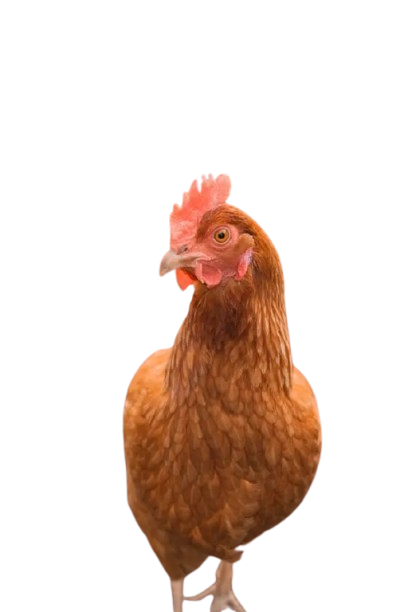 Hen A
