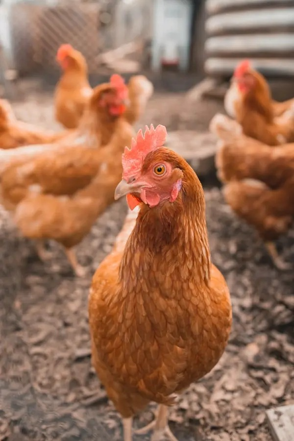 Free-range Gavran hen on green pasture at Gavran Murge farm